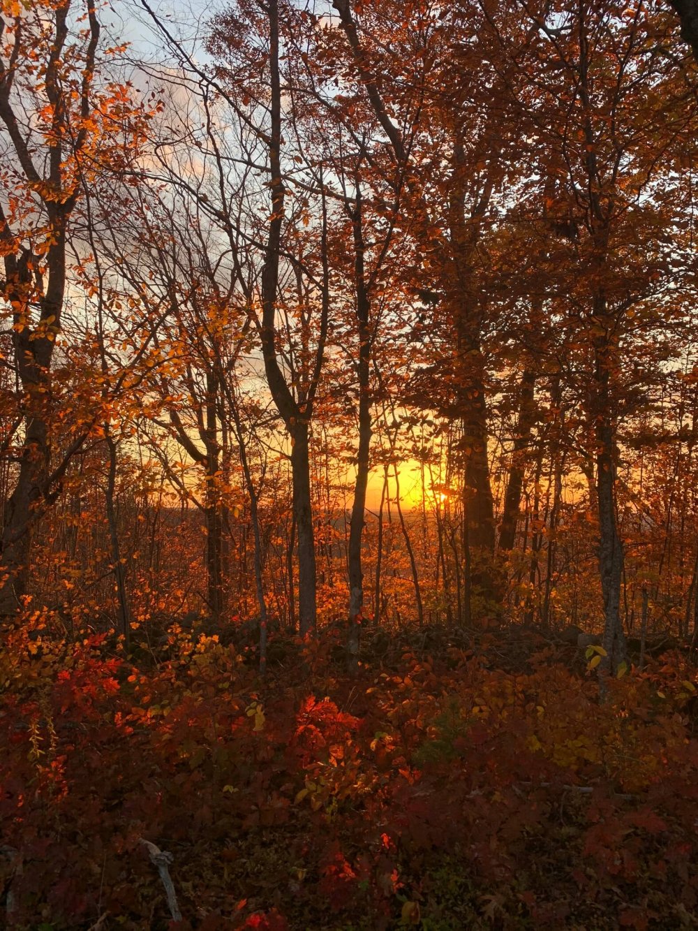 Trees in the fall at sunset